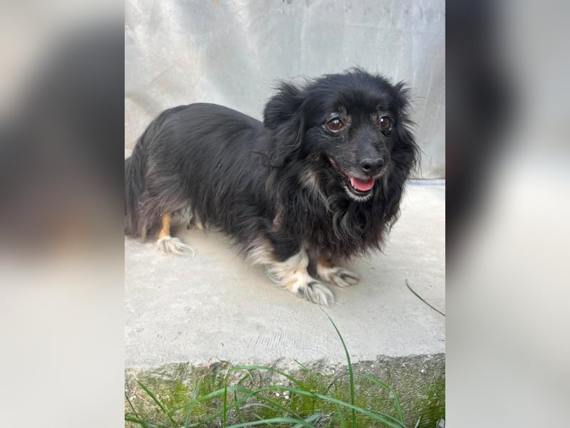Kleine, ältere Dame sucht Sofaplatz