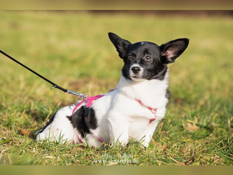 Niedliche kleine Holly