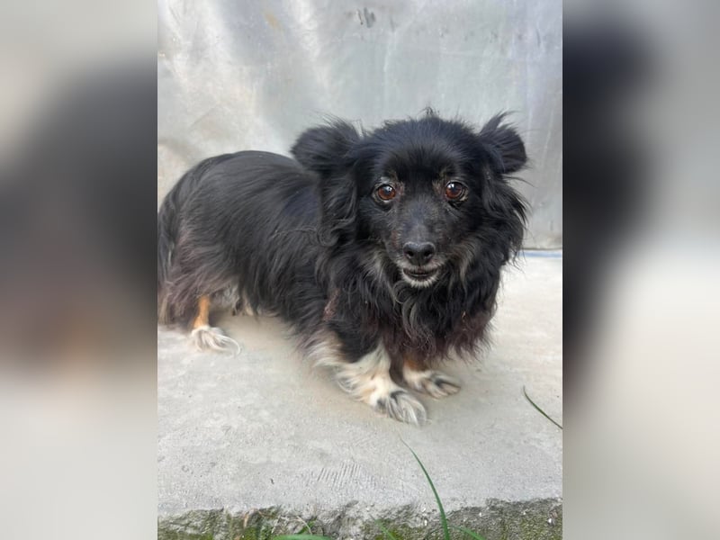 Kleine, ältere Dame sucht Sofaplatz