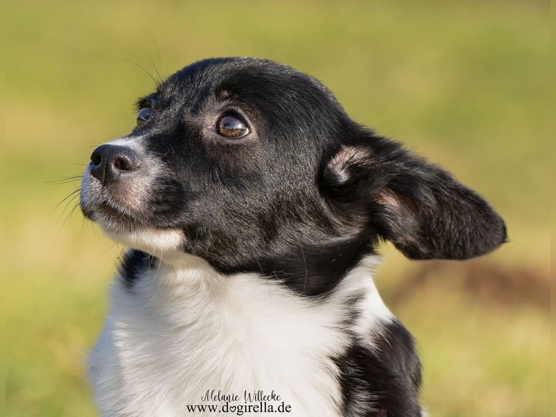 Niedliche kleine Holly