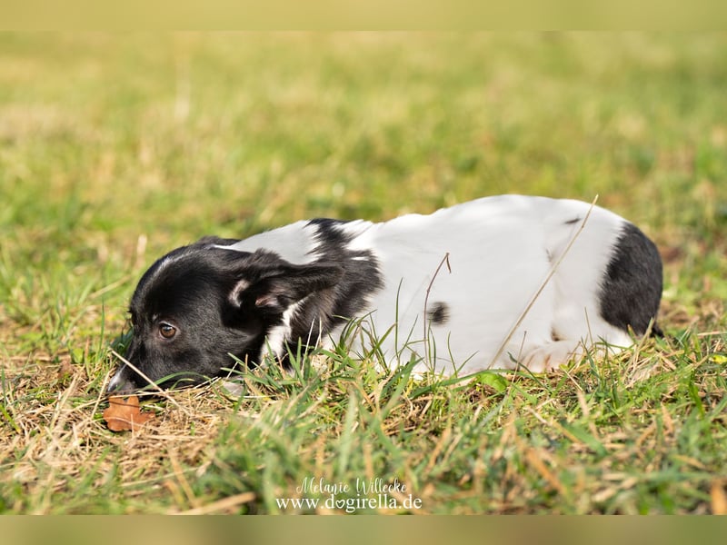 Niedliche kleine Holly