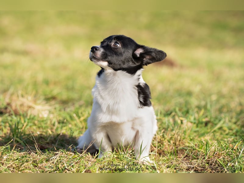 Niedliche kleine Holly