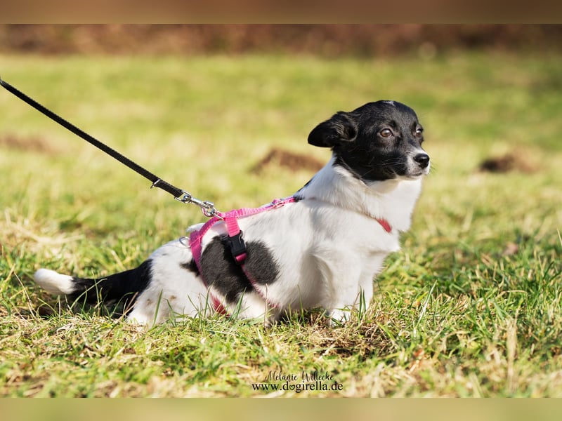 Niedliche kleine Holly