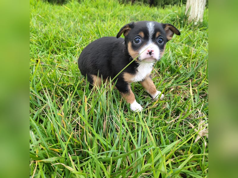 Sir - neugierig und lieb