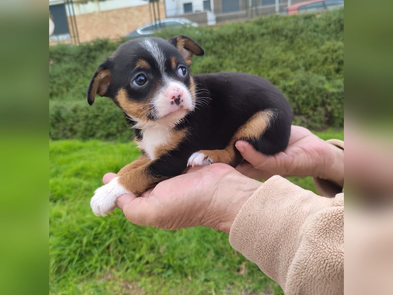 Sir - neugierig und lieb