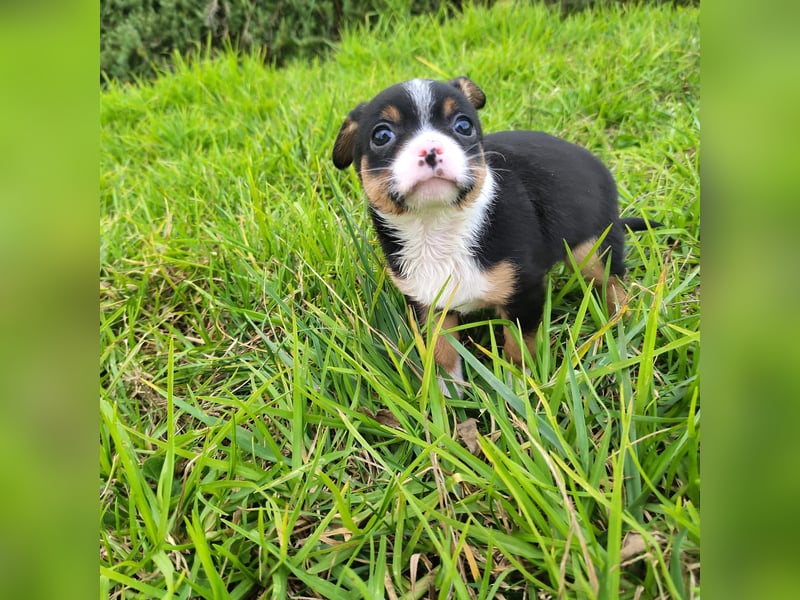Sir - neugierig und lieb