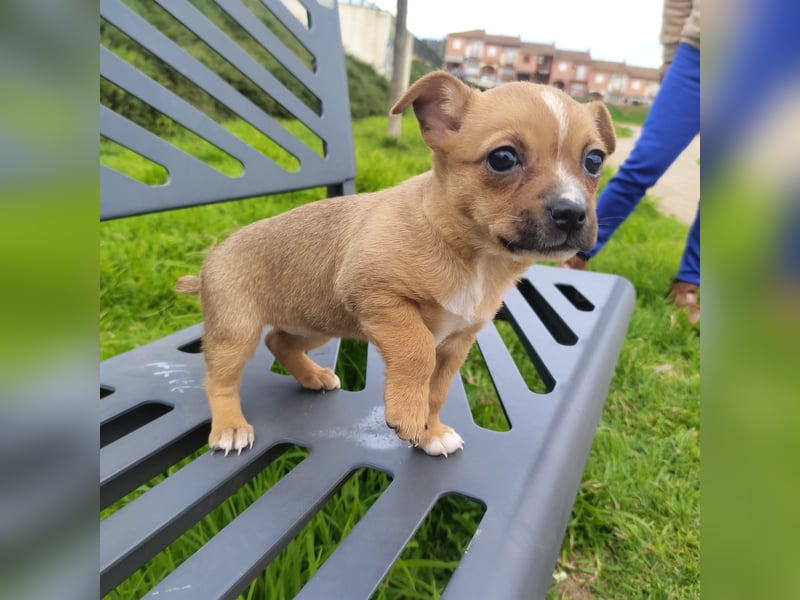 Alteza - neugierig und lieb