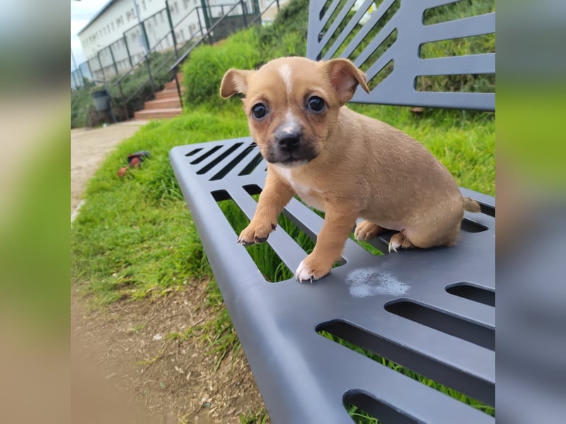 Alteza - neugierig und lieb