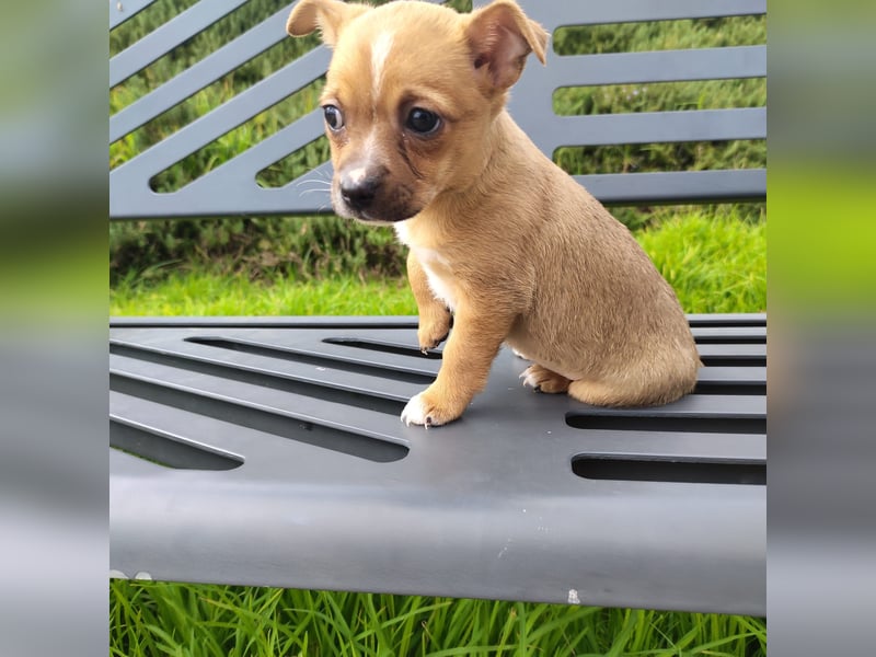 Alteza - neugierig und lieb