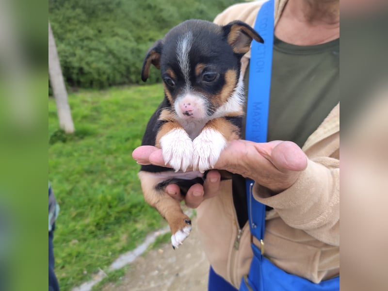 Sir - neugierig und lieb