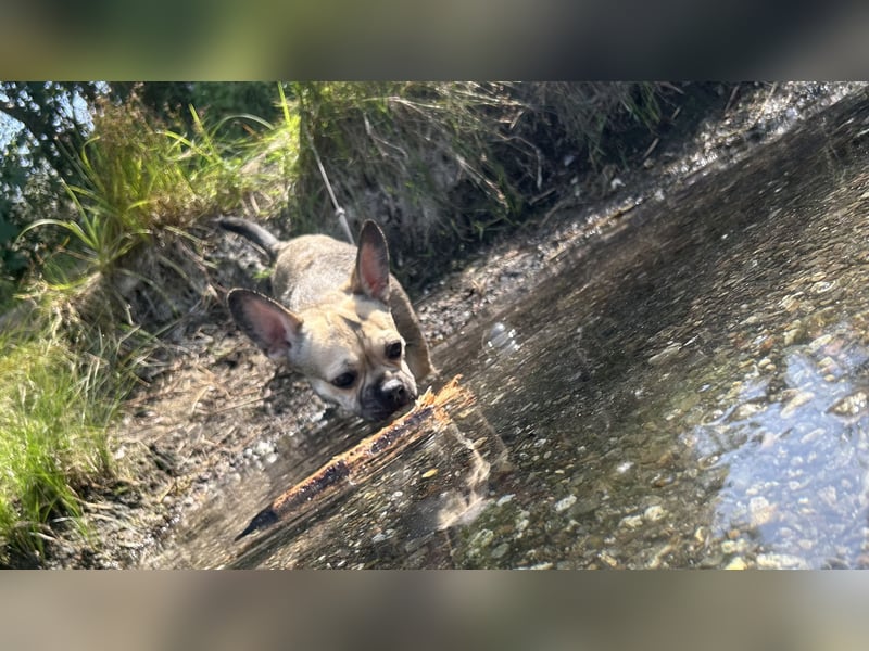 Chihuahua Mix sucht liebevolles Zuhause