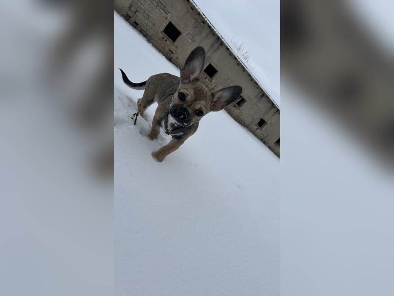 Chihuahua Mix sucht liebevolles Zuhause