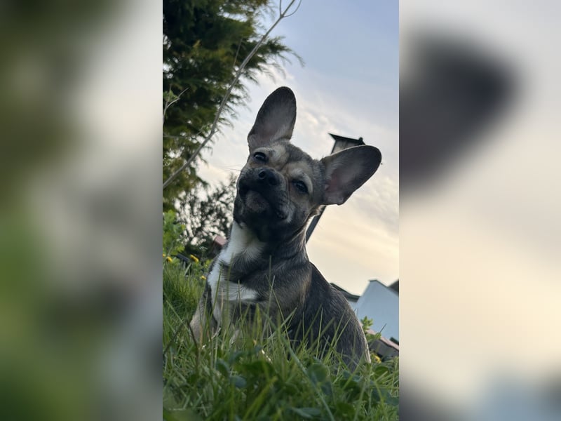 Chihuahua Mix sucht liebevolles Zuhause
