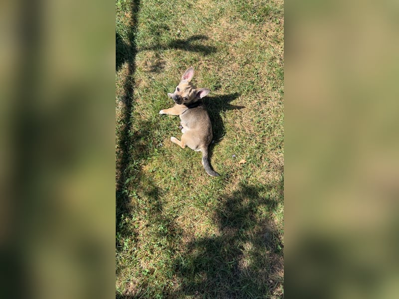 Chihuahua Mix sucht liebevolles Zuhause