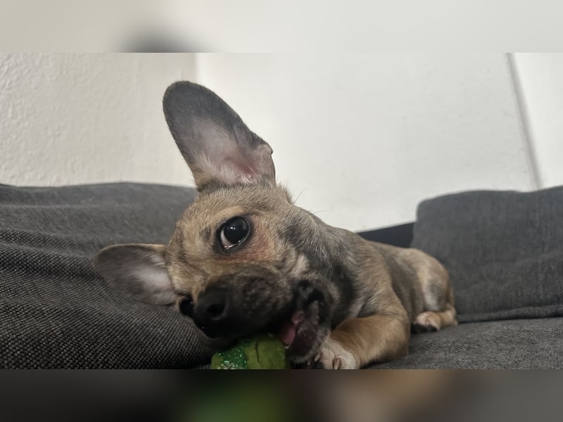 Chihuahua Mix sucht liebevolles Zuhause