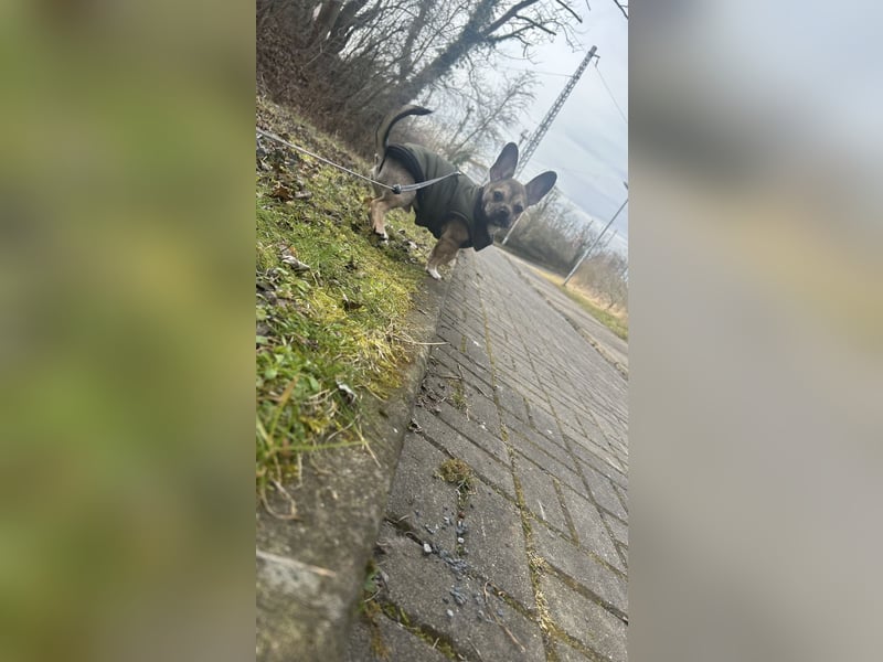 Chihuahua Mix sucht liebevolles Zuhause