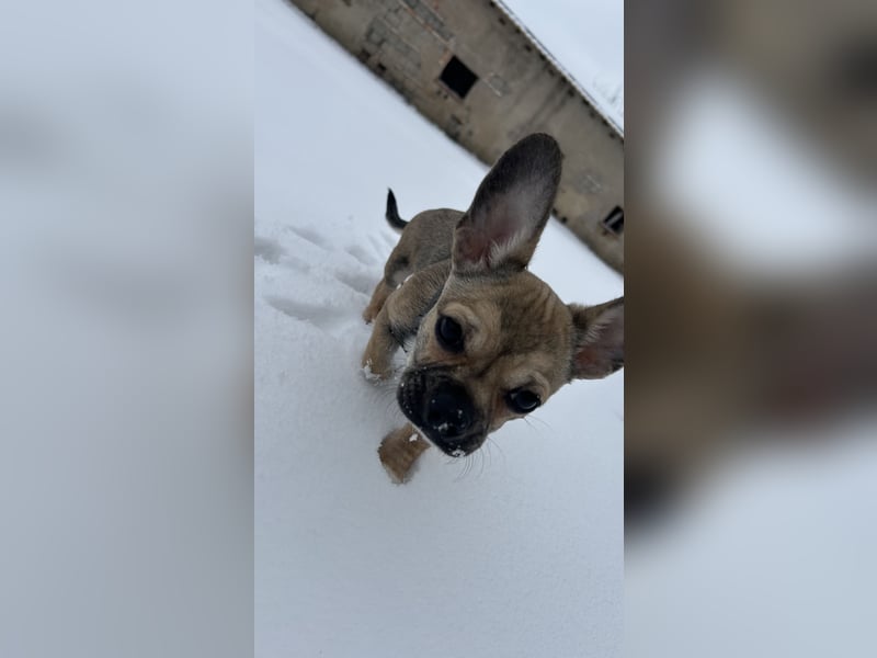 Chihuahua Mix sucht liebevolles Zuhause