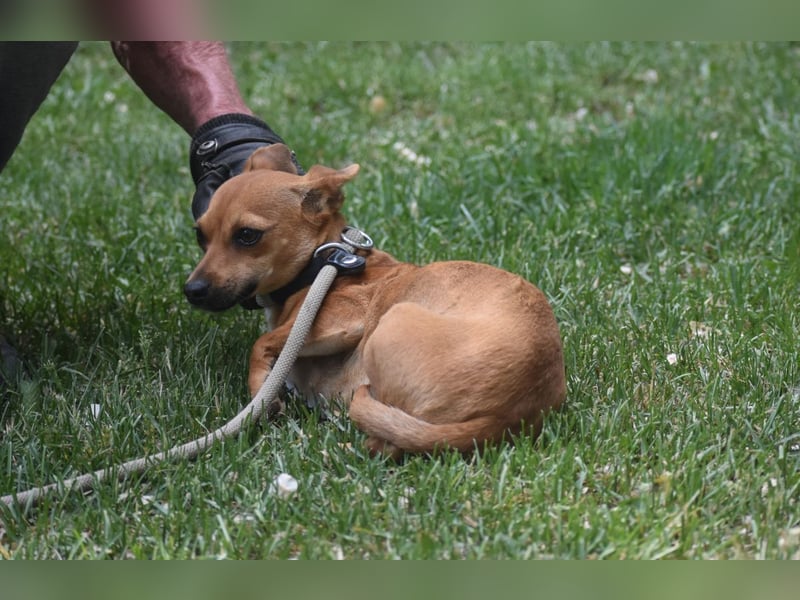 Dorrie