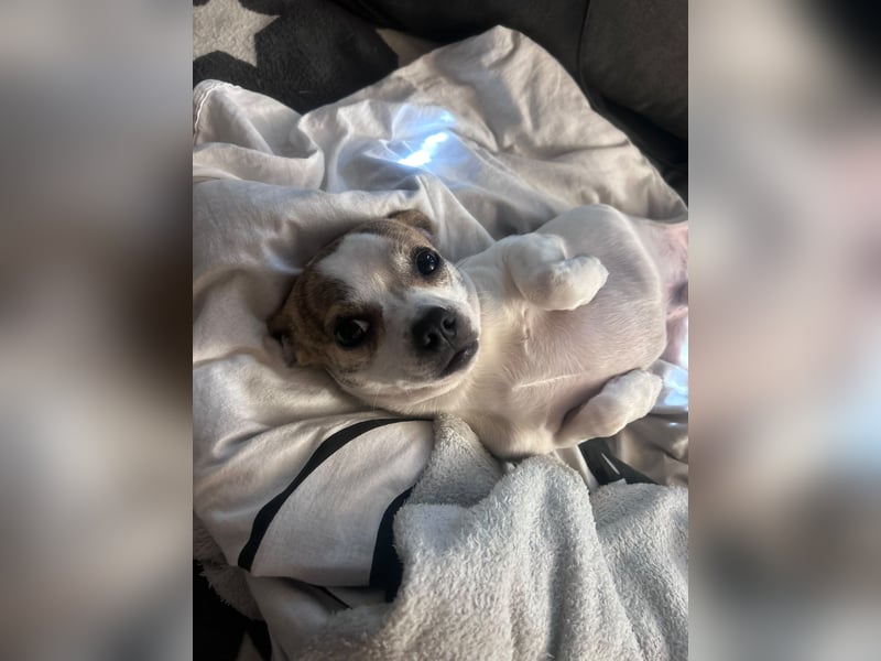 Chihuahua Rüde