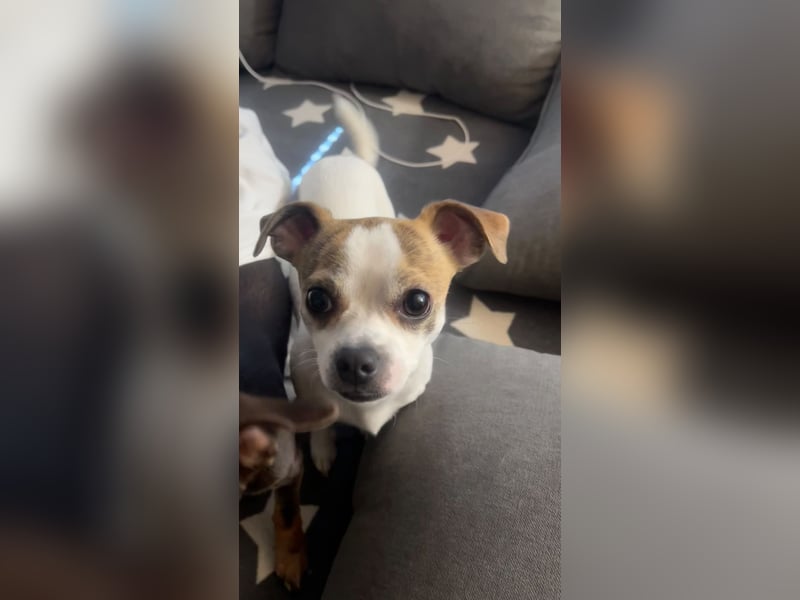 Chihuahua Rüde