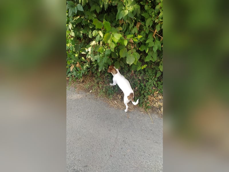 Chihuahua Rüde