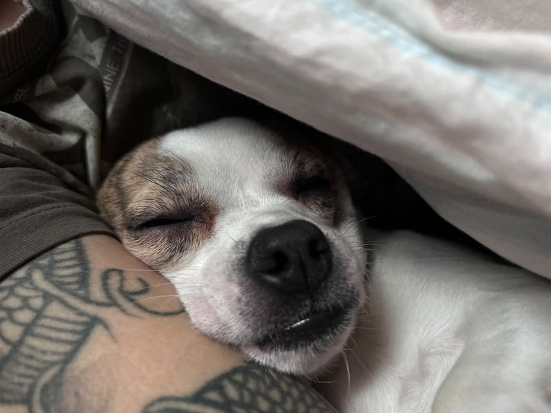 Chihuahua Rüde