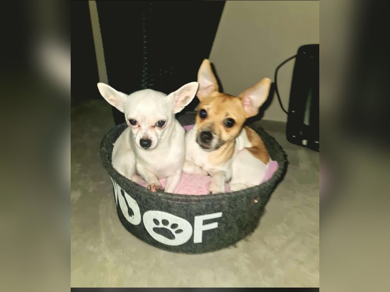 Chihuahua Rüde