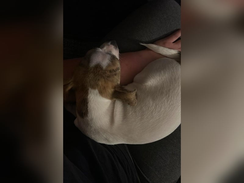 Chihuahua Rüde