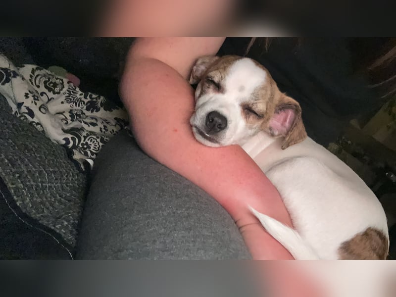 Chihuahua Rüde