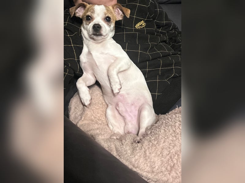 Chihuahua Rüde