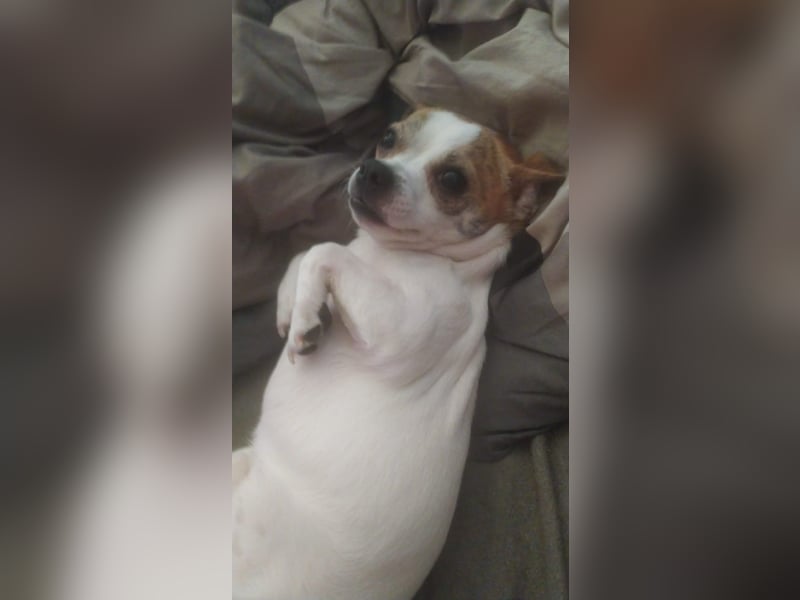 Chihuahua Rüde