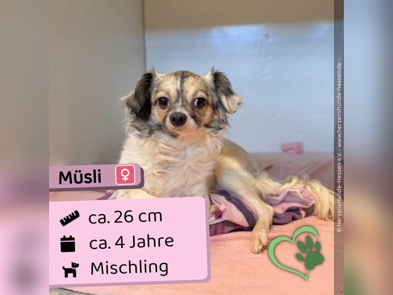 Müsli