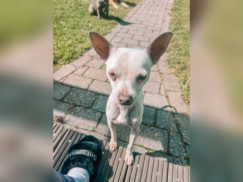 Otis sucht sein für immer zuhause - Chihuahua rüde