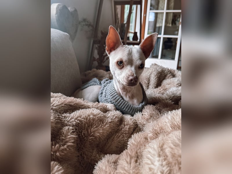 Otis sucht sein für immer zuhause - Chihuahua rüde