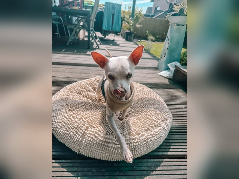 Otis sucht sein für immer zuhause - Chihuahua rüde