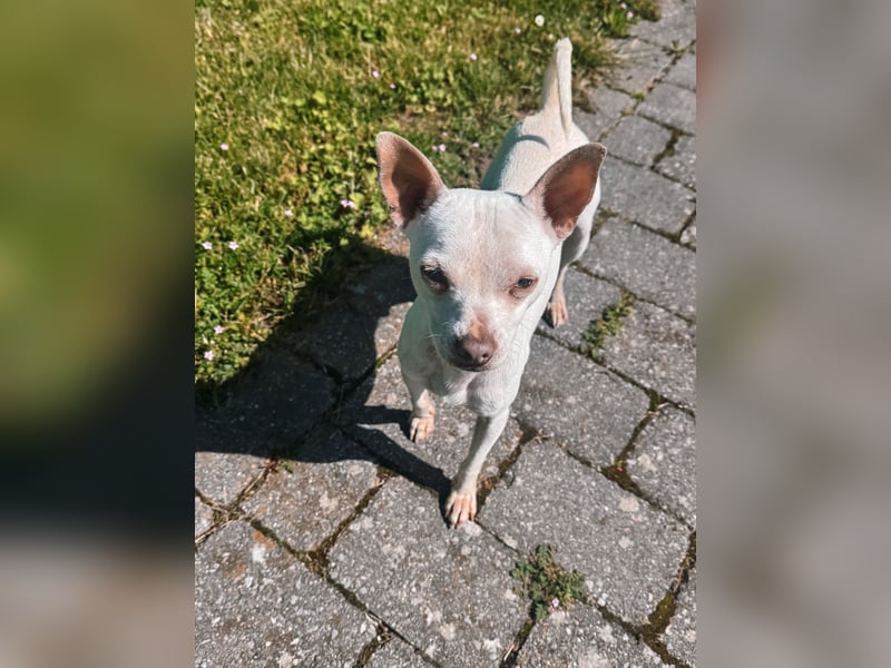Otis sucht sein für immer zuhause - Chihuahua rüde