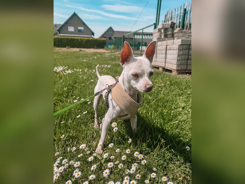 Otis sucht sein für immer zuhause - Chihuahua rüde