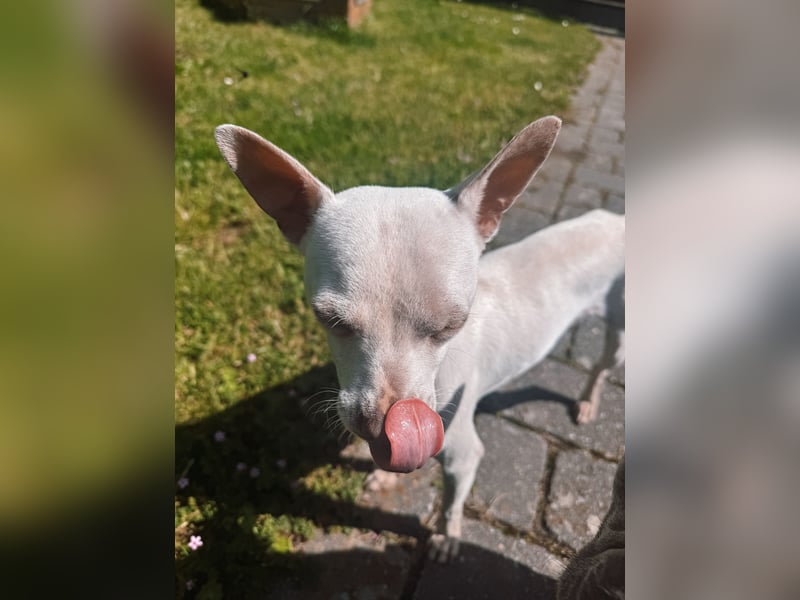 Otis sucht sein für immer zuhause - Chihuahua rüde