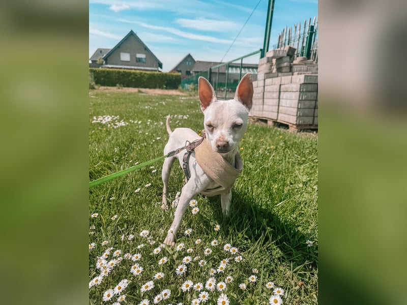 Otis sucht sein für immer zuhause - Chihuahua rüde
