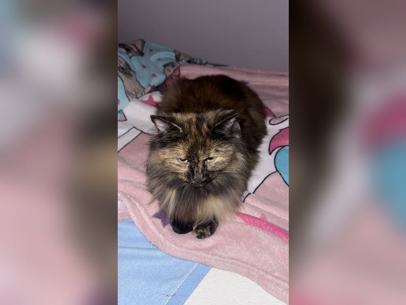 Jack Rassel Chihuahua