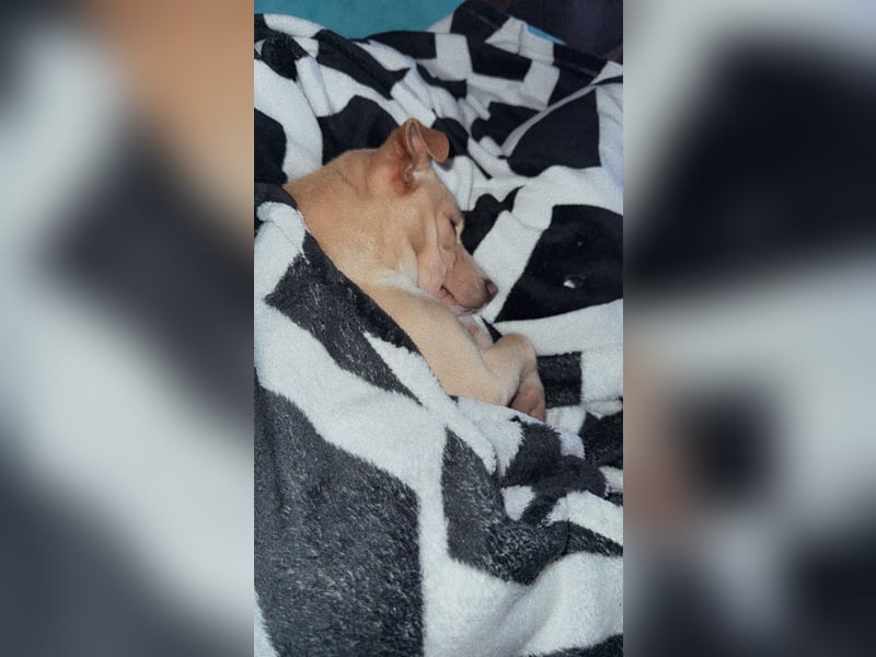 Chihuahua Jack Rassel