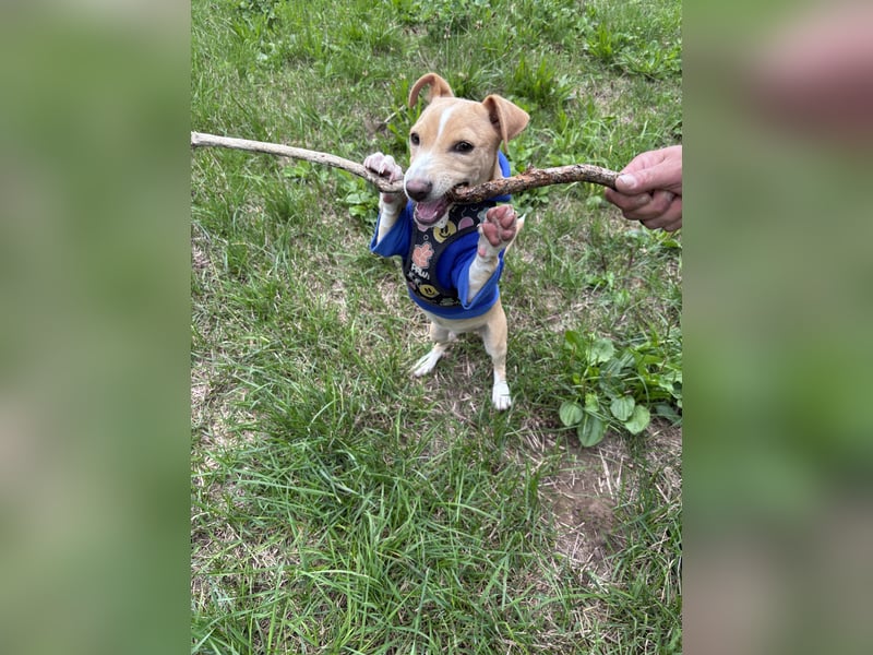 Jack Rassel Chihuahua