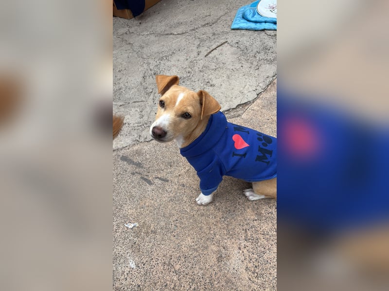 Jack Rassel Chihuahua