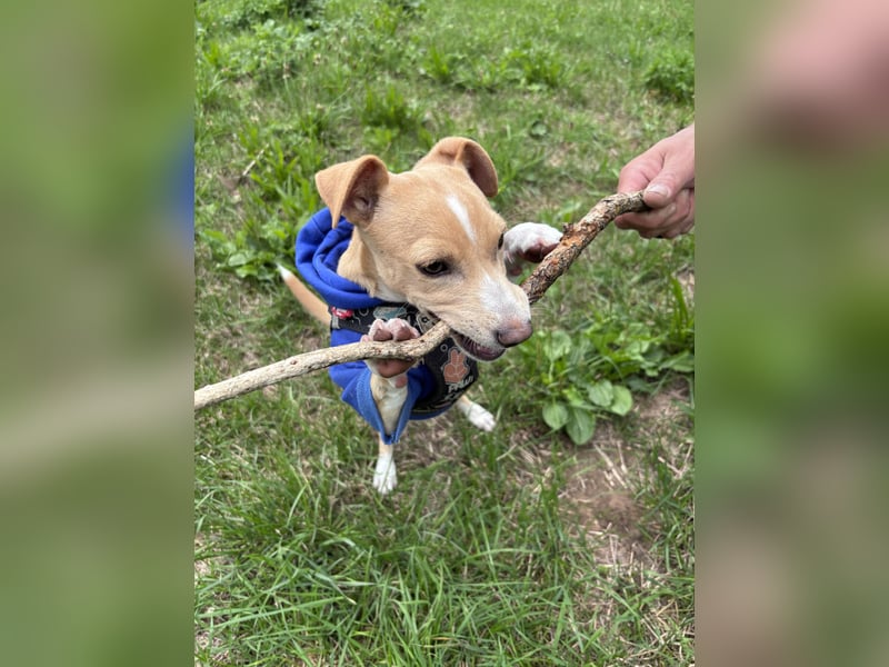 Jack Rassel Chihuahua