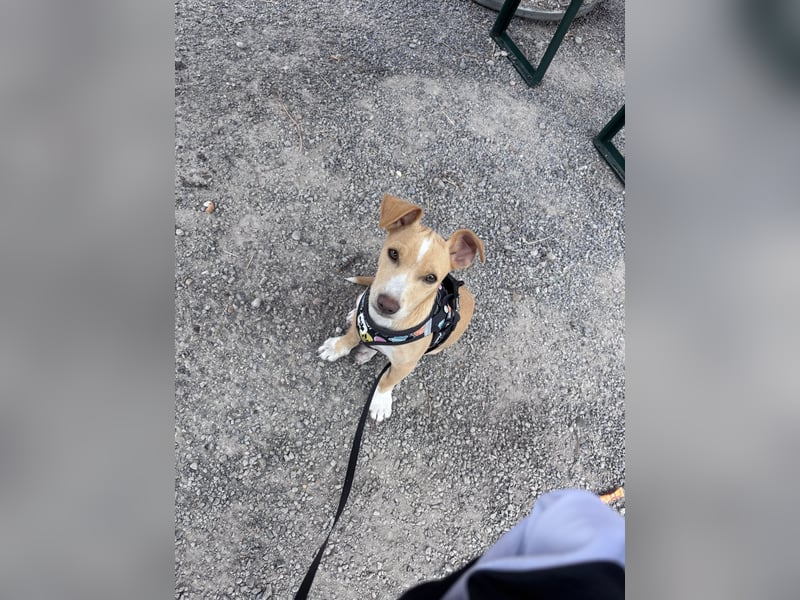 Wunderschönen Rüden