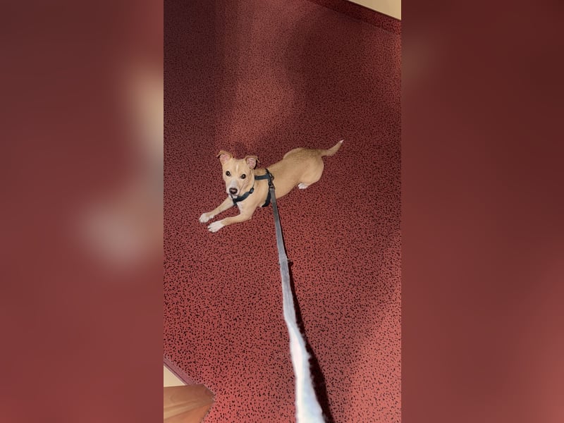 Chihuahua Jack Rassel