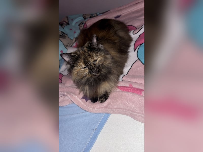 Jack Rassel Chihuahua