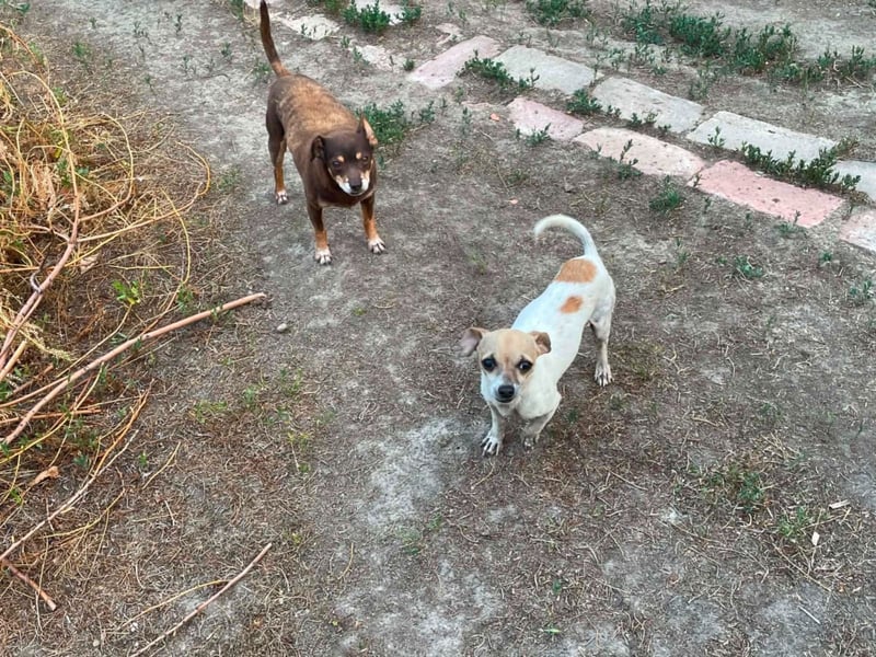 Oscar ist ein kleiner Schatz auf vier Pfoten