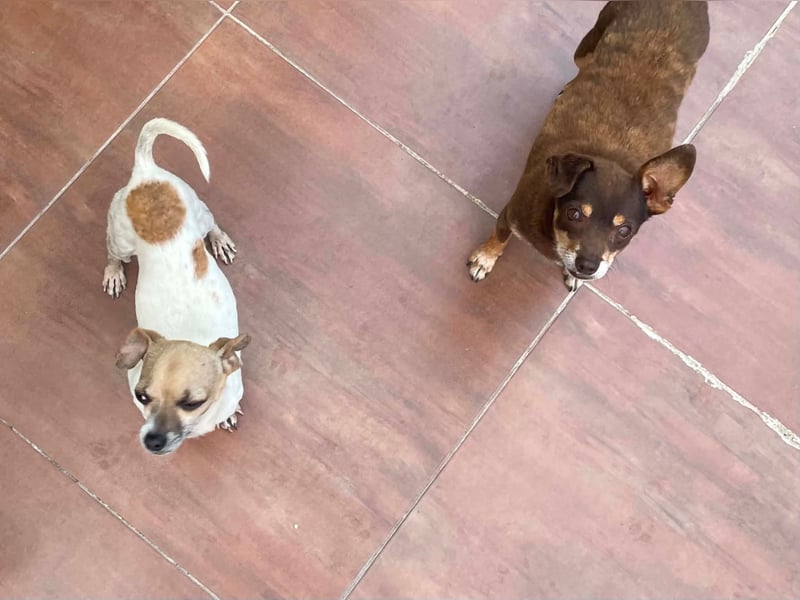 Oscar ist ein kleiner Schatz auf vier Pfoten