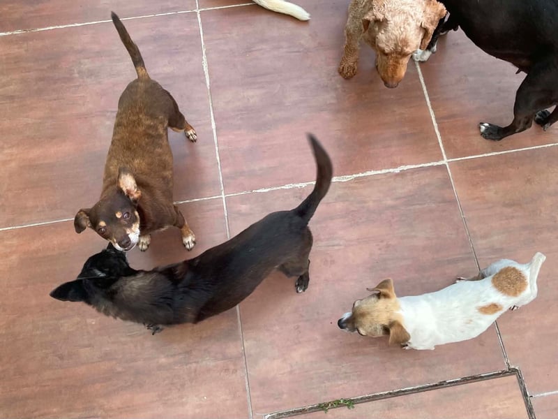 Oscar ist ein kleiner Schatz auf vier Pfoten
